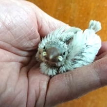 渋いカラーの文鳥　シルバー文鳥です！