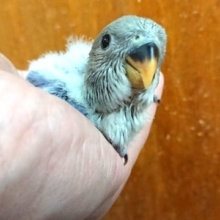 成鳥になったら絶対ｷﾚｲ！！コザクラインコ（バイオレット）～
