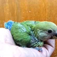 赤い頬が魅力ですっ　小桜インコ（ノーマル）～