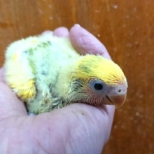 タイガーチェリー！！人気カラーです（コザクラインコ）