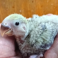 人気ですよ！コザクラインコ（シナモンカラー）～