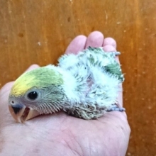 どんなカラーになる？？コザクラインコ（ブルーチェリーパイド）