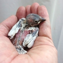 ちびっこ、シルバー文鳥のヒナですよ！