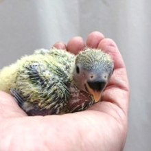 おススメです！コザクラインコ（オパーリン）～