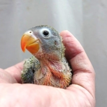 ひさしぶりですねぇ～　キエリボタンインコがきました！