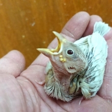 超レア！です　イノ文鳥♪～