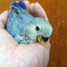 キレイなコバルトブルー！　小桜インコ「バイオレットファクター」きましたっ～