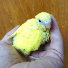 おススメです！セキセイインコ　「ダブルファクター」～