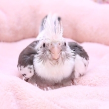 久しぶり！オカメインコ“ホワイトフェイスパイド” 2020.4/9撮影