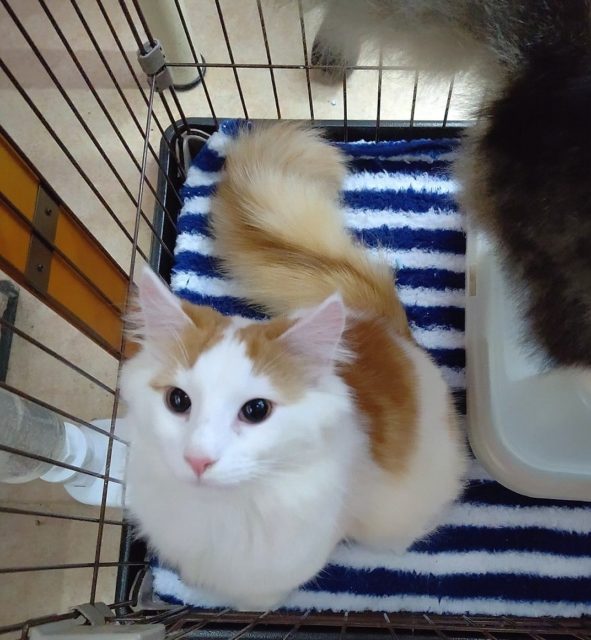 大きなにゃんこ！ノルウェージャン
