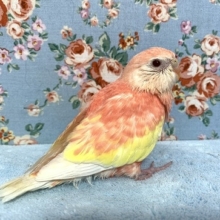 アキクサインコ　ルビノー　ヒナ　４月２３日