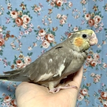 手乗りオカメインコ　シナモン  5月23日