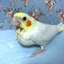 手乗りオカメインコ　ルチノー　４月２９日