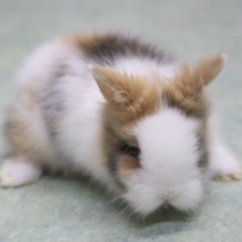 ふわふわ～　アンゴララビット３　2020年04月30日撮影