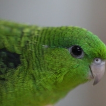 美しいサザナミインコ（ノーマル）ちゃん　2020年05月06日撮影