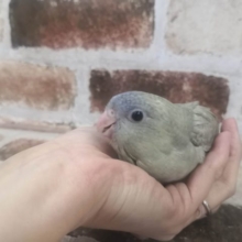 画像更新♪サザナミインコ！グリーン系
