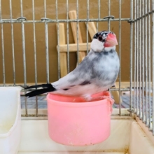 愛称はごましおちゃん！！桜文鳥さん♪