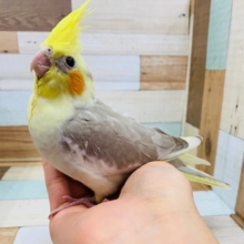 馴れているシナモンパイドオカメインコさん！