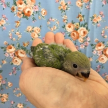 小桜インコ（ノーマル）　2020年3月生まれ