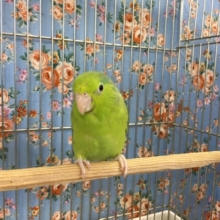 しっかり　安心サイズ！マメルリハ（ノーマル）♀