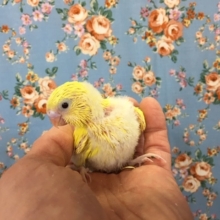 激レア！？セキセイインコ（イエローブラックアイ）  2020年3月生まれ