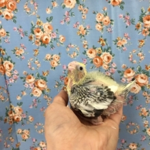 オカメインコ（パール）２０２０年３月生まれ