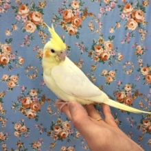 オカメインコ（ルチノー）２０２０年３月生まれ