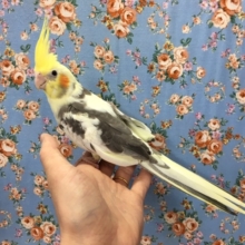 オカメインコ（パイド）２０２０年３月生まれ