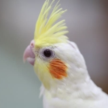 オカメインコ ルチノー 初めてのオカメインコ飼育におすすめ 2020年04月06日撮影