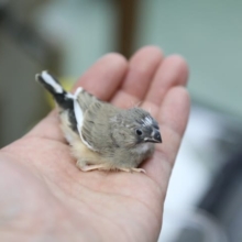 キンキン　キンカ鳥！！！　雛！ 2020年04月09日撮影