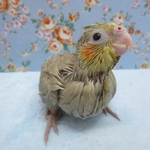 手乗りオカメインコ　シナモン　４月９日