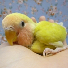 手乗りコザクラインコ　ゴールデンチェリー　４月１２日