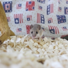ちっちゃすぎなネズミさん！アフリカチビネズミ！