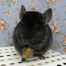 かっこいい！チンチラ・ブラックエボニー・男の子！