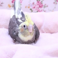 こちらもカワイイ!!　オカメインコ“パイド” 2020.4/10撮影