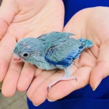 色鮮やかなブルー色の　マメルリハ　ヒナ　男の子　入舎
