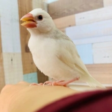 かまちょな白文鳥さん♪