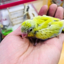 小柄で可愛い　マメルリハインコ　アメリカンイエロー　ヒナ　男の子