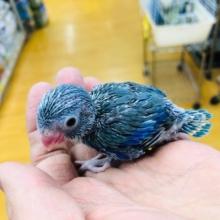 小さくて可愛い　マメルリハインコ　ブルーの男の子　ヒナ