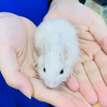 白がメインのサンドデグーパイド　女の子　入舎