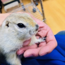 ビビリな性格　リチャードソンジリス　男の子　入舎しました。