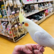 1人餌になってる。　オカメインコ　ルチノー　入舎