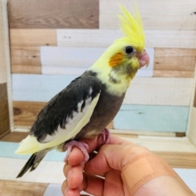懐っこいオカメインコパイド♪