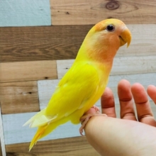 ベタ馴れになりました！コザクラインコ　ルチノーオパーリン♪