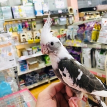 最新画像！！ホワイトフェイスパイドオカメ　ヒナ