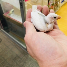 定番人気のハクブンチョウ　ヒナ　入舎！！