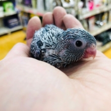 人気のマメルリハ　ブルー　ヒナ　入舎しました。