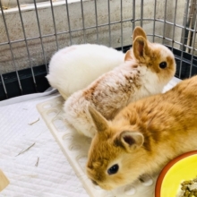 ネザーランドドワーフ　３兄弟での入舎！！　