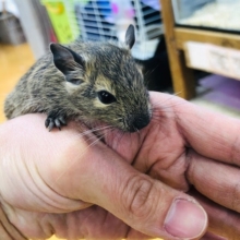 久しぶりのノーマルデグー男の子入舎しました。