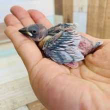 人気カラーのシルバー文鳥！